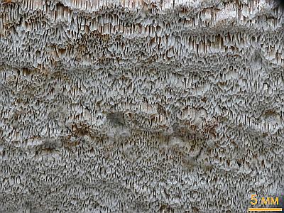 Антродия извилистая (Antrodia sinuosa) Автор: Андрей Смирнов