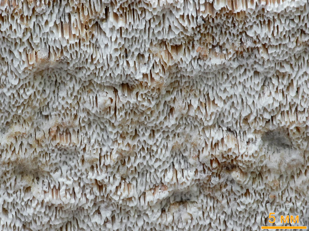 Антродия извилистая (Antrodia sinuosa). Автор фото: Андрей Смирнов