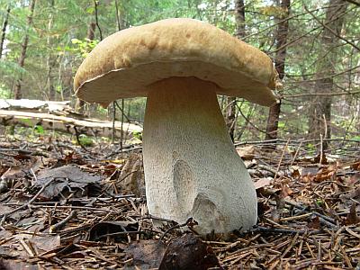 Белый гриб (Boletus edulis) Автор: Андрей Смирнов