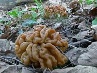 Грамотно приготовленные грибы вкусны и безопасны