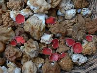 Строчок - вкусный гриб, если правильно приготовить; саркосцифа пресновата - больше годится для украшения блюда
