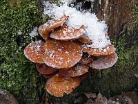 Свежезамороженные грибы
