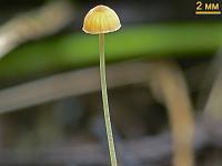 Мицена игловидная (Mycena acicula)