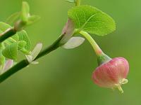 Очень красиво цветёт черника (Vaccinium myrtillus)