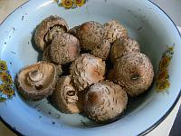 Chlorophyllum_olivieri - вкусный гриб