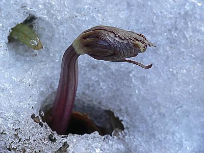 Лютик кашубский (Ranunculus cassubicus) Автор: Андрей Смирнов