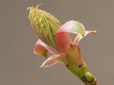 Клён остролистный (Acer platanoides). Автор: Андрей Смирнов