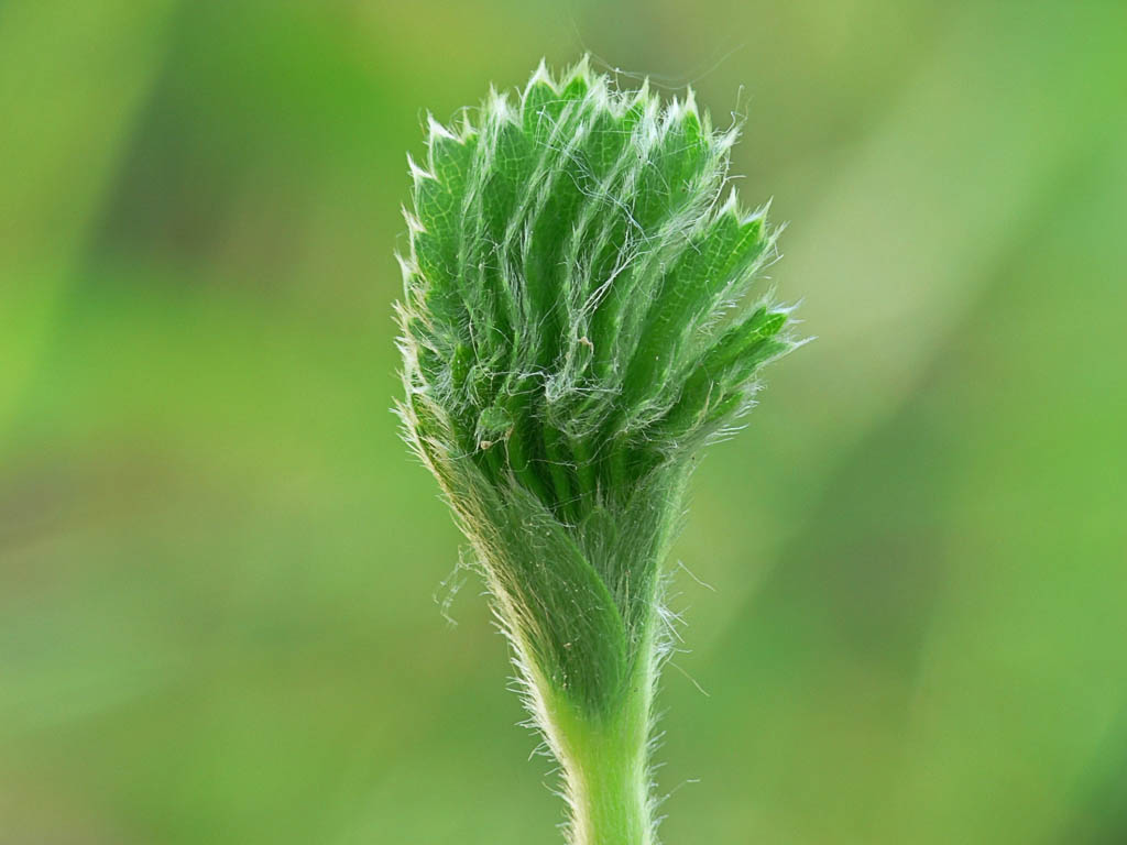 Манжетка обыкновенная (Alchemilla vulgaris). Автор фото:Андрей Смирнов