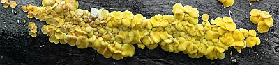 Биспорелла лимонная (Bisporella citrina)грибная панорама Автор фото: Андрей Смирнов