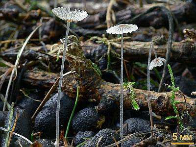 Навозник грязный (Coprinopsis stercorea). Автор: Андрей Смирнов