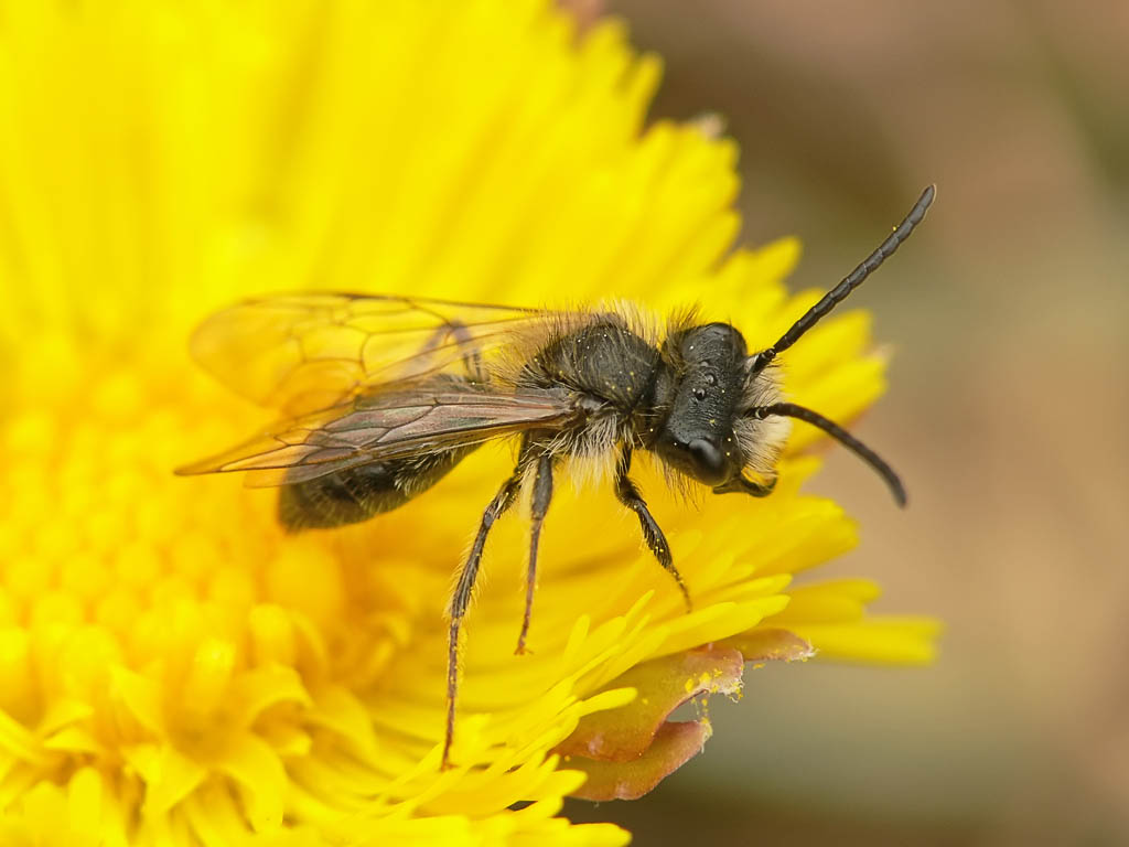 Пчела-галикт (Halictus sp) Автор фото - Андрей Смирнов