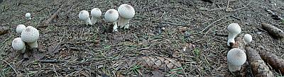 Дождевик настоящий (Lycoperdon perlatum)грибная панорама Автор фото: Андрей Смирнов