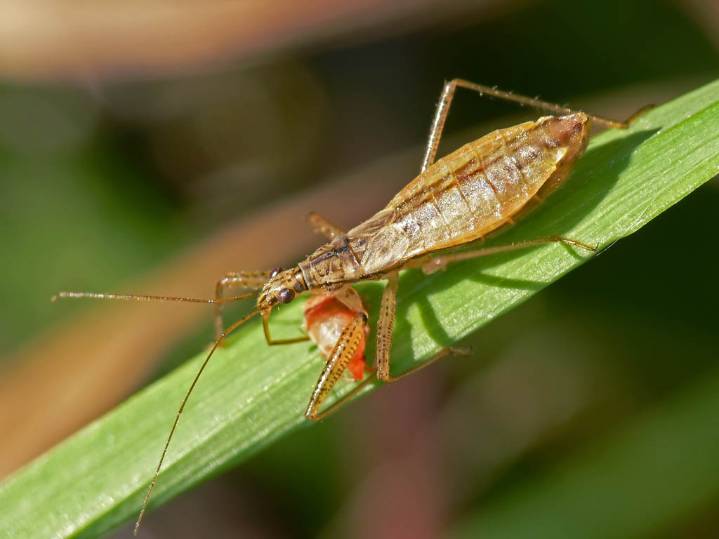 Nabis ericetorum