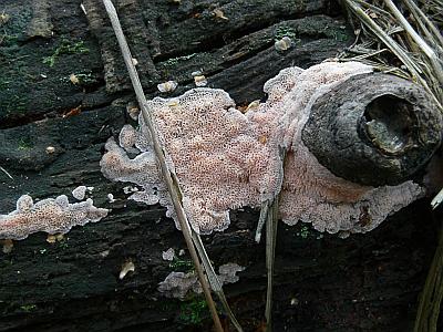 Родония распластанная (Rhodonia placenta)Найдено на валежной осине в Подмосковье (Раменский район) в конце августа 2012 года. Определено по макропризнакам (размер пор - 1-2 на мм). Автор фото: Детинова Наталия
