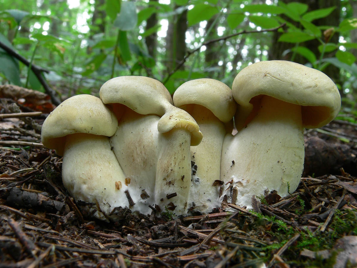 Зеленушка гриб Тополиная