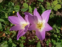 s:травянистые,,c:розово-фиолетовые,c:розовые,c:лилово-розовые,околоцветник актиноморфный