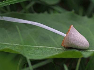 Коноцибе молочно-белая (Conocybe apala)
Автор фото: Андрей Смирнов Коноцибе молочно-белая (Conocybe apala)
Автор фото: Андрей Смирнов