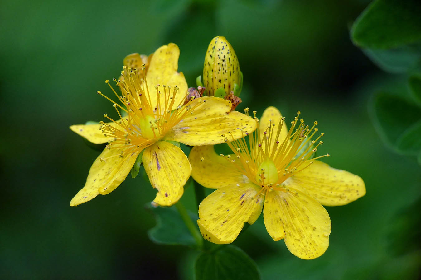 Hypericum monogynum / зверобо\́й