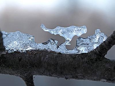 Ледяной леопард. Автор: Андрей Смирнов