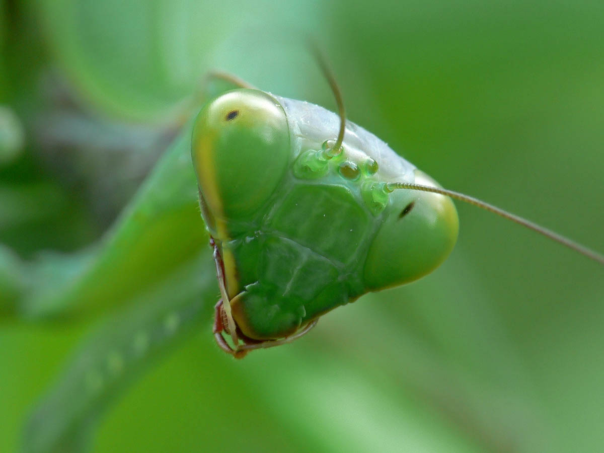 Фасеточными глазами насекомые высматривают добычу или еду, ориентируются в пространстве... Третьим глазом (их может быть несколько) смотрят вверх, определяя время суток. Автор фото: Андрей Смирнов