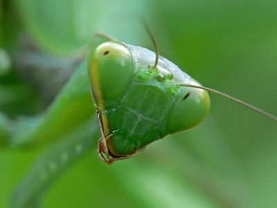 Богомол обыкновенный (Mantis religiosa). Автор: Андрей Смирнов