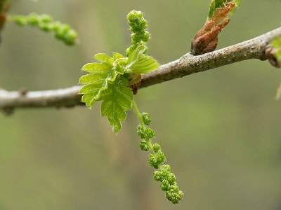 Дуб обыкновенный (Quercus robur) Автор фото: Андрей Смирнов