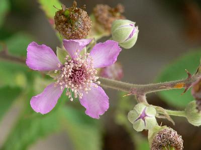 Ежевика священная (Rubus sanctus). Автор: Андрей Смирнов