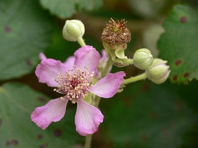 Ежевика священная (Rubus sanctus) Автор: Андрей Смирнов