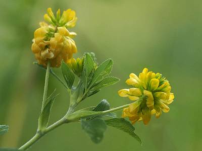 Клевер золотистый (Trifolium aureum) Автор: Андрей Смирнов