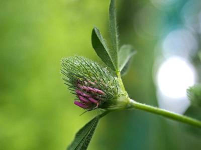 Клевер луговой (Trifolium pratense). Автор: Андрей Смирнов