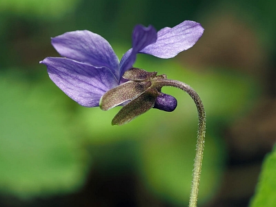 Фиалка лысая (Viola epipsila) Автор фото: Андрей Смирнов