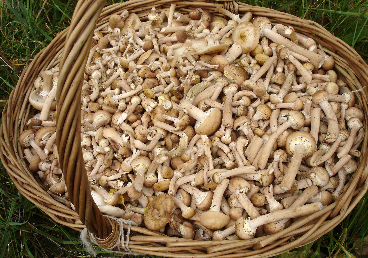 Липовки грибы