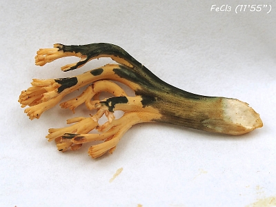 Рамария красивая (Ramaria formosa)Химические реакции на соли железа. 
Время от начала реакции 11 минут 55 секунд Автор фото: Александр Гибхин