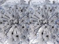 Семена дудника лесного, покрытые изморозью. Стереофотография