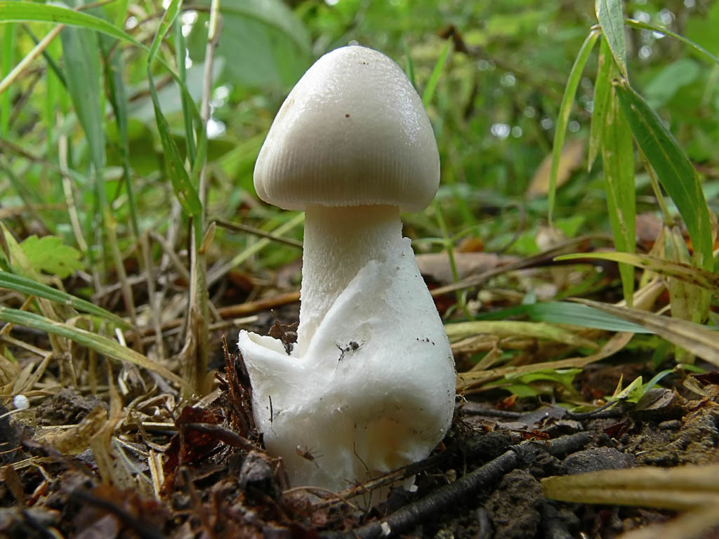 Какие грибы похожи на поганки. Толкачики грибы. Белая поганка. Белая поганка гриб. Поплавок белый Amanita Alba.