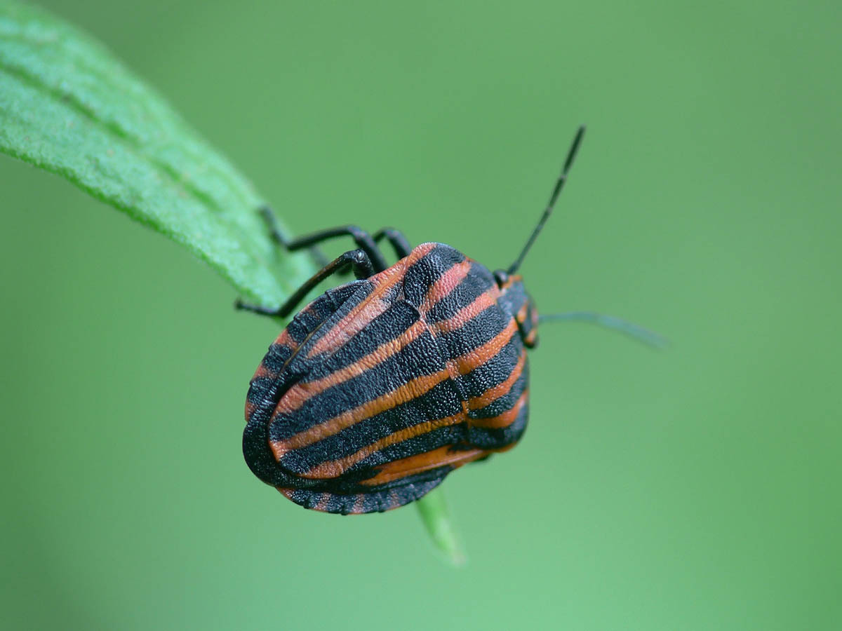 Щитник линейчатый вред. Щитник линейчатый Graphosoma lineatum. Клоп щитник полосатый красный. Щитник полосатый. Клоп щитник полосатый.