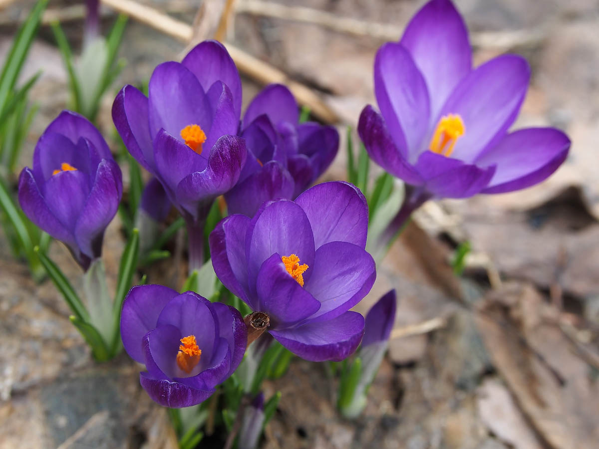 Renault крокус. Крокус весенний Crocus vernus. Крокус Флауэр рекорд. Крокус Vanguard. Crocus vernus (l.) Hill Крокус весенний.