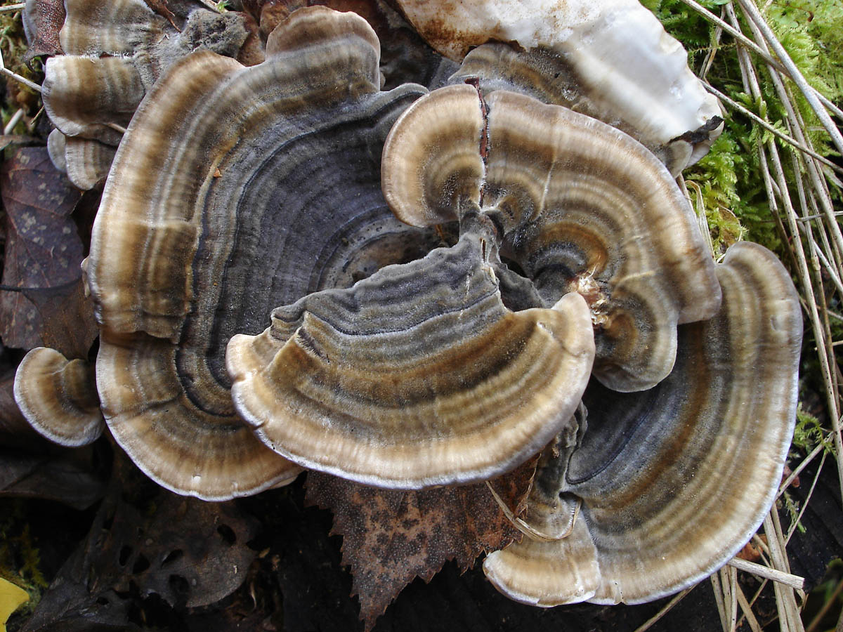 Кориолус вува. Трутовик Траметес. Траметес пестрый. Trametes versicolor. Кориолус гриб.