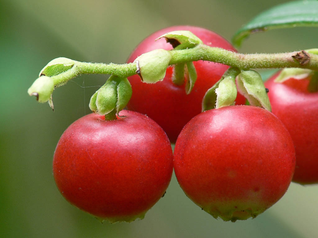 Ягоде л г. Брусника обыкновенная (Vaccinium Vitis-idaea). Брусника (Rhodococcum Vitis-idaea),. Брусника обыкновенная (Vaccinium Vitis-idaea l.). Брусника обыкновенная Фармакогнозия.