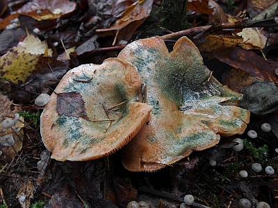 Еловые рыжики D′or bleu