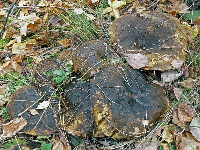 Чёрные грузди (чернушки)